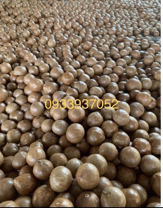 [Size 2.4] 500gram Hạt Macca Nứt Vỏ - Hạt Dinh Dưỡng