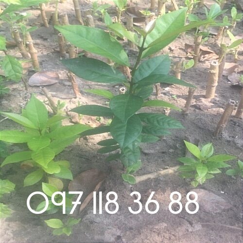 Combo 5 cây sắn thuyền giống khỏe cao 40cm (đặc sản miền Tây)