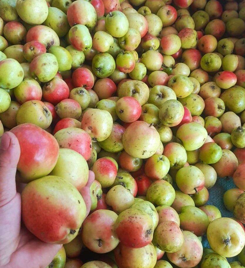 Táo mèo tươi bi chín vàng set 3 kí, 5 kí, 10 kí