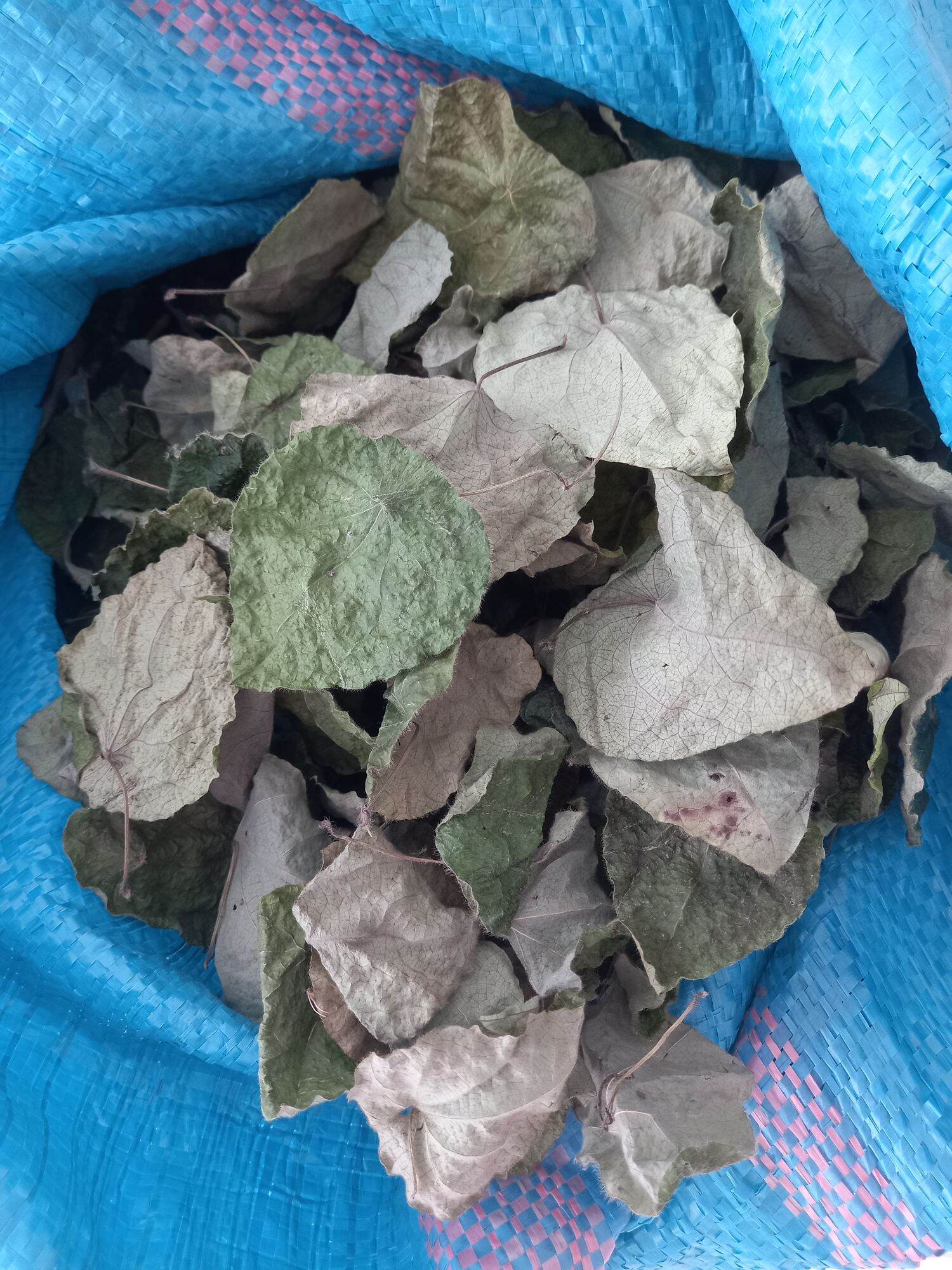Lá sâm lông khô làm Thạch sương sâm