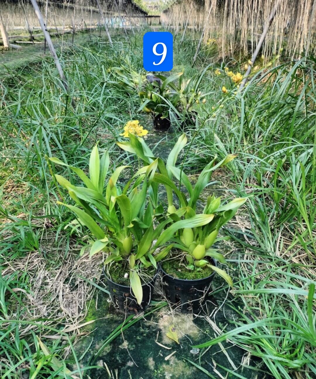 Compo 5 chậu nhựa trồng lan f16