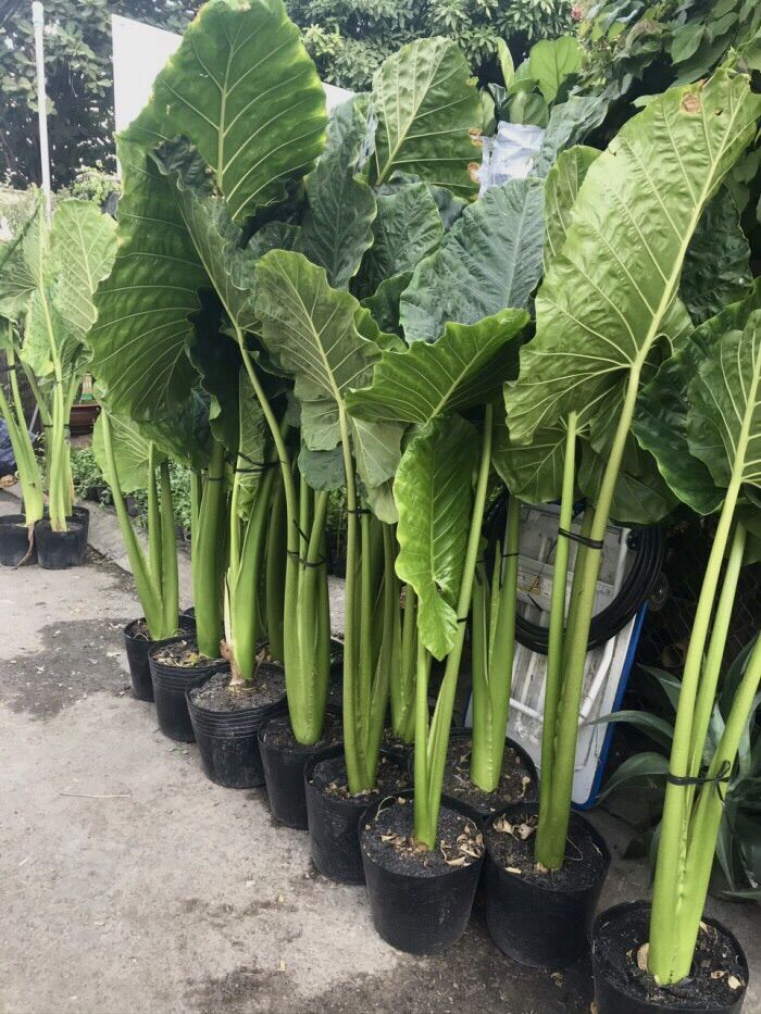 Cây ráy voi cảnh- cây công trình- cây sân vườn-cây trang trí
