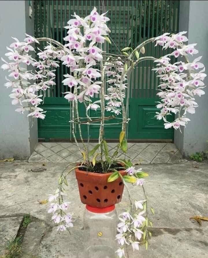 Hoa Lan giả hạc(nguyên 1 khóm lớn)