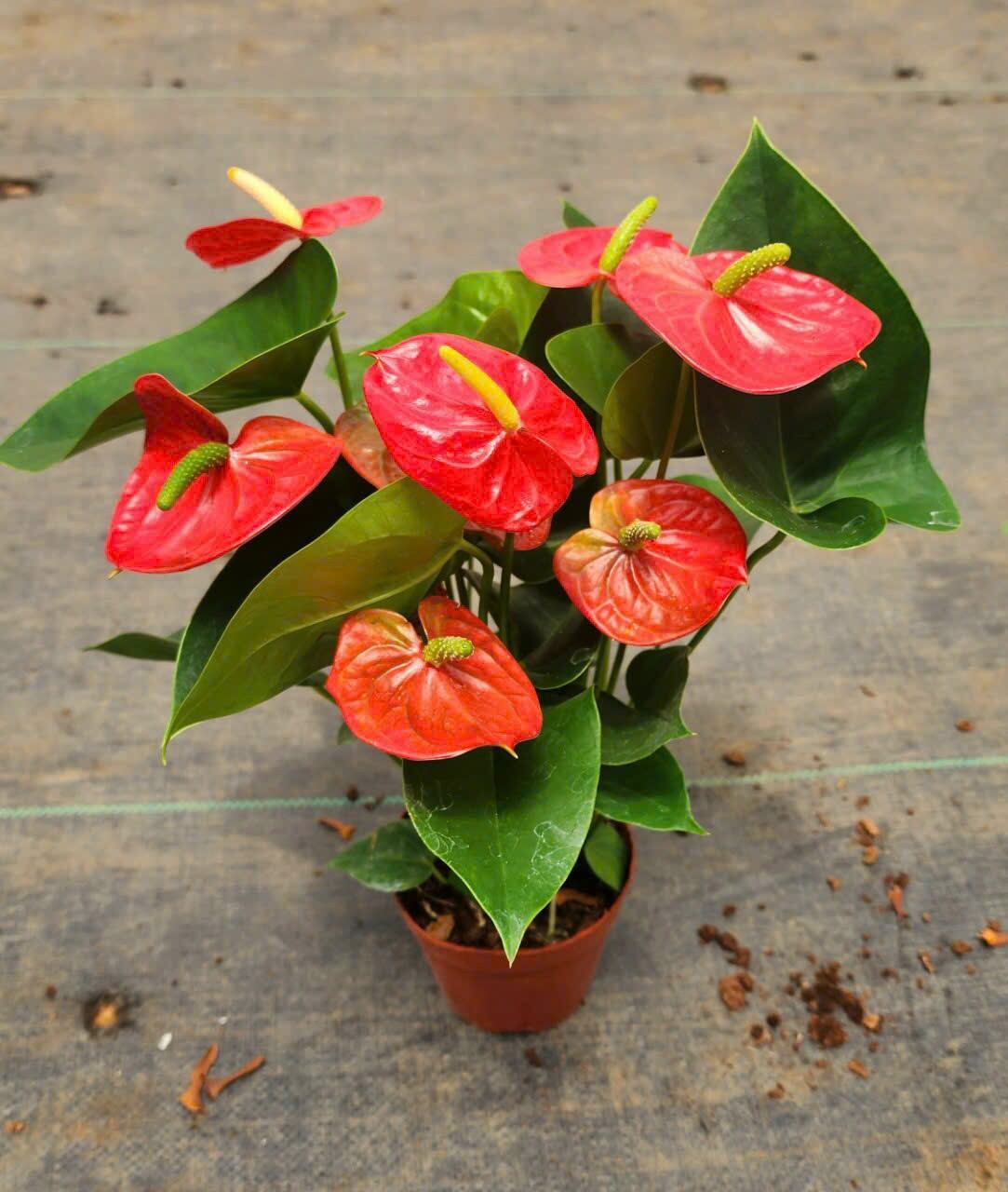 Hoa hồng môn đỏ