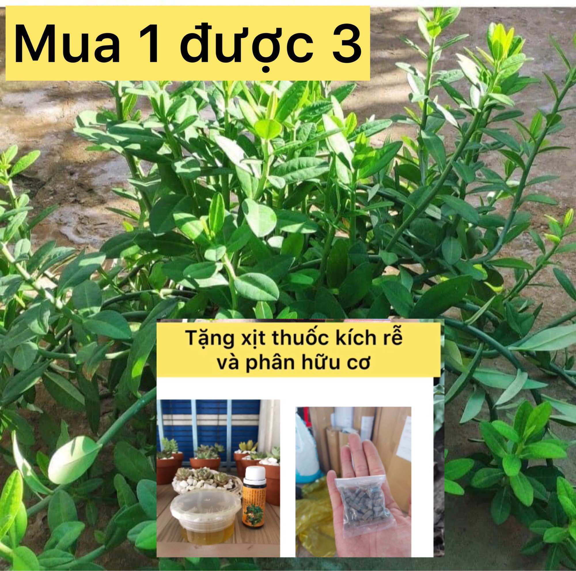 Cây thạch anh tặng kích rễ như hình caykiengsadec
