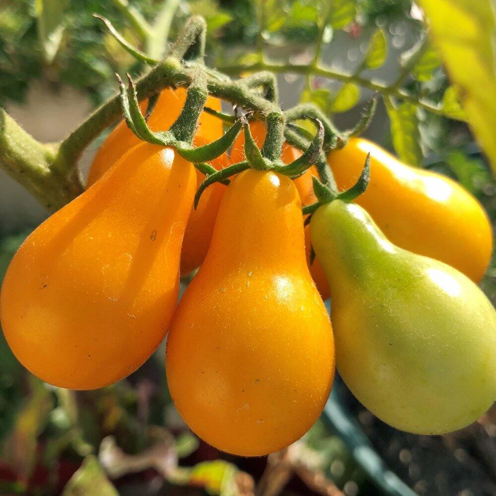 Hạt  cà chua cherry  lê vàng  40 Hạt
