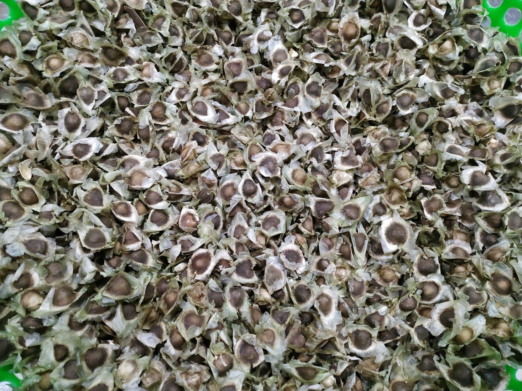 100g hạt chùm ngây