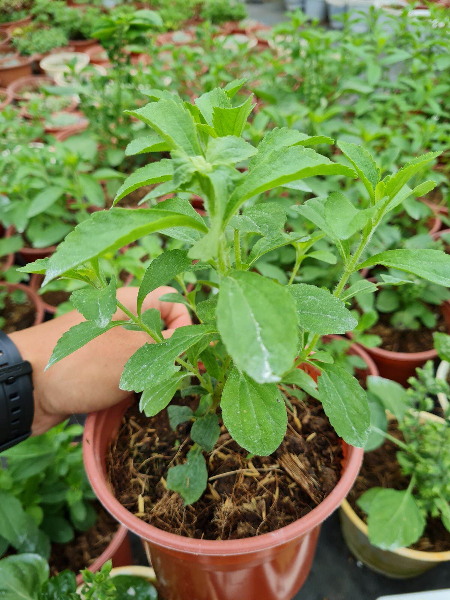 Cây cỏ ngọt stevia