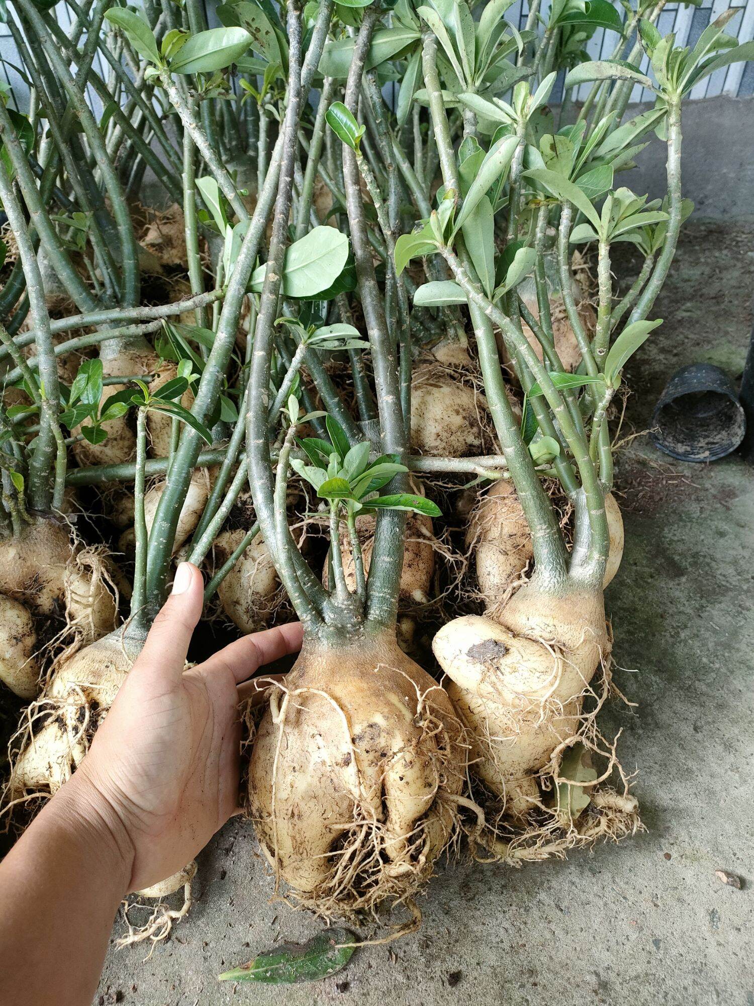 Combo 10 củ hoa sứ thái màu đỏ
