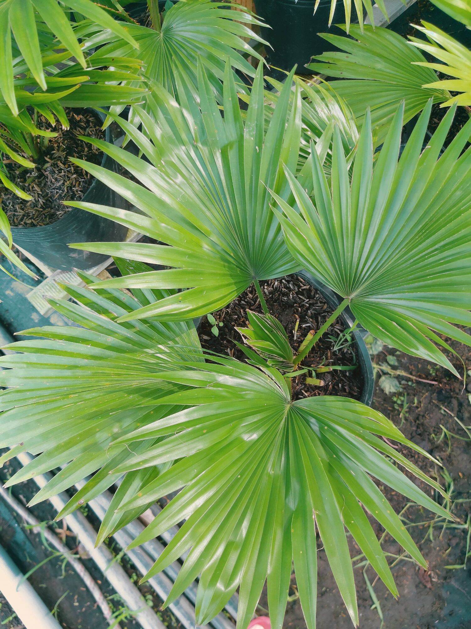 Cây cọ nhật