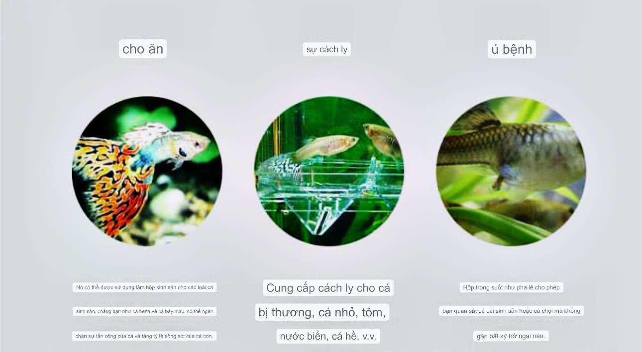Lồng Đẻ Mica 2 Kích Cỡ - Dưỡng Cá , Tách Cá Đẻ