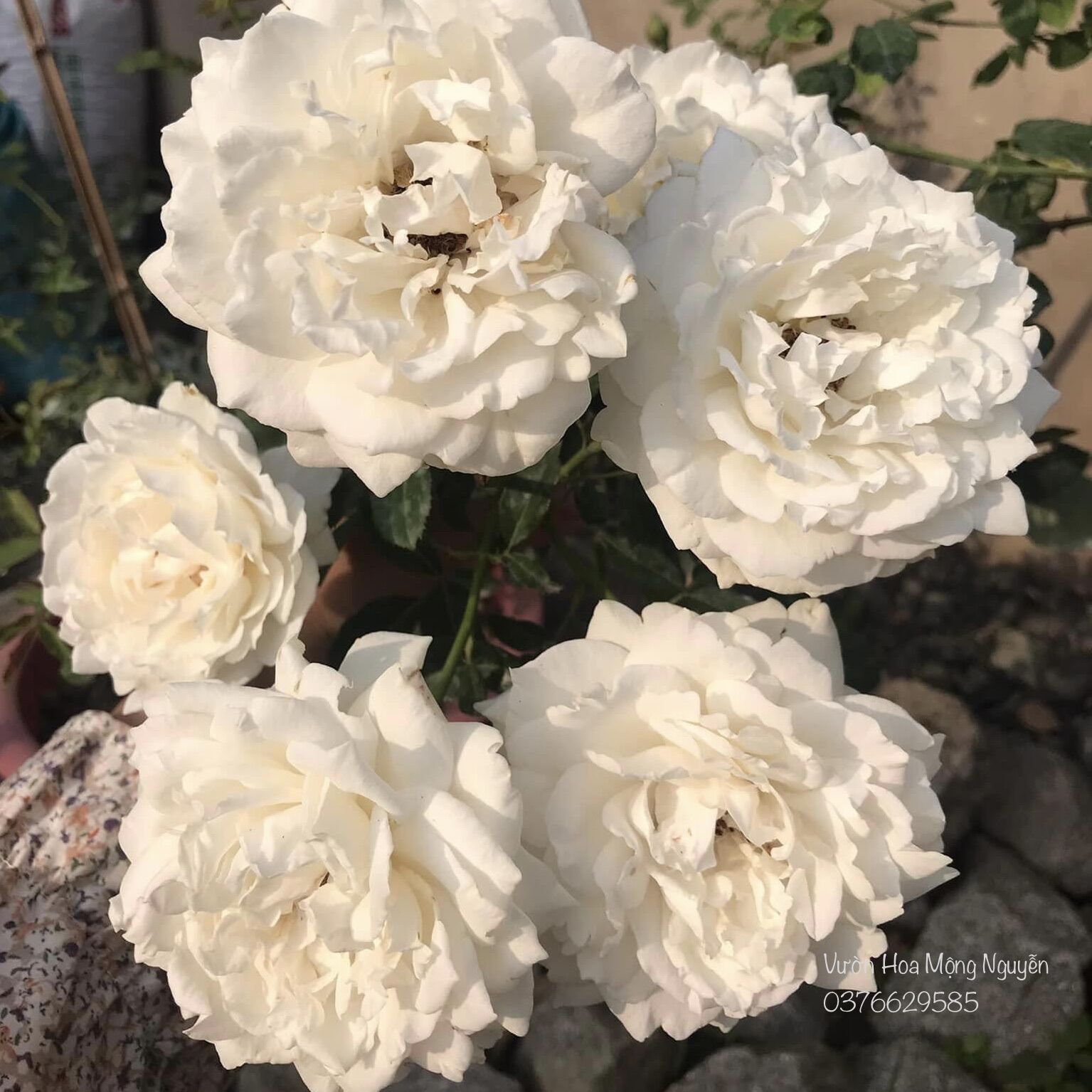 Hoa hồng Sur La Neige Rose - màu trắng tinh khôi