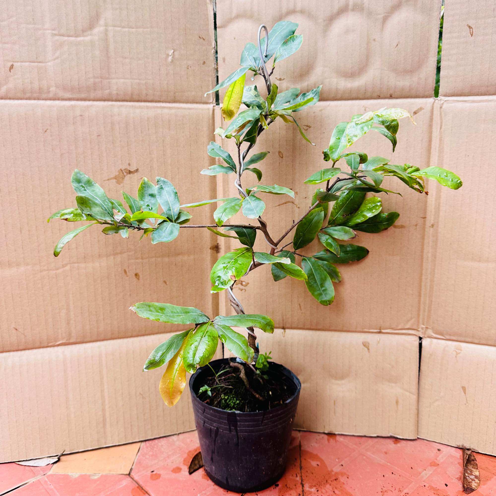 Cây bạch mai Thái - gốc bonsai đẹp, hoa màu trắng
