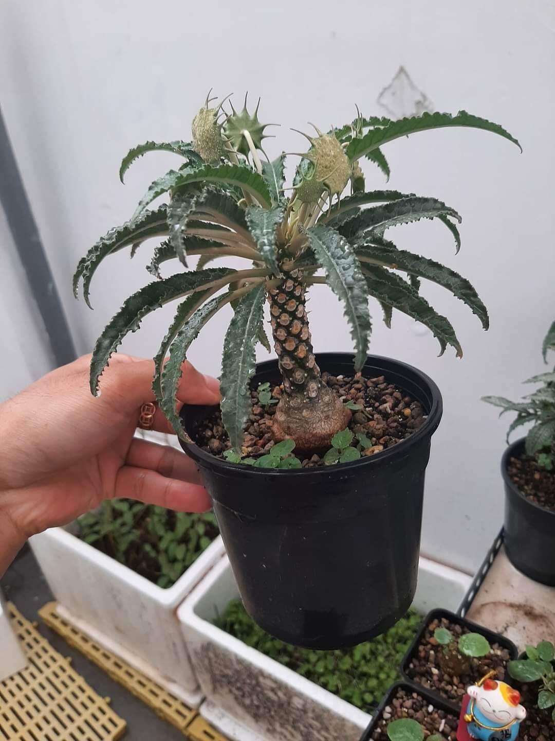 Cây hoa mặt trời - Dorstenia