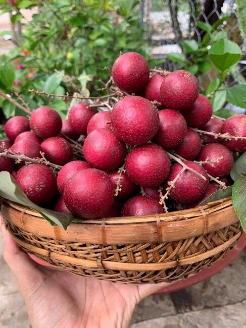 Cây Nhãn Long Tím 1 năm cho trái