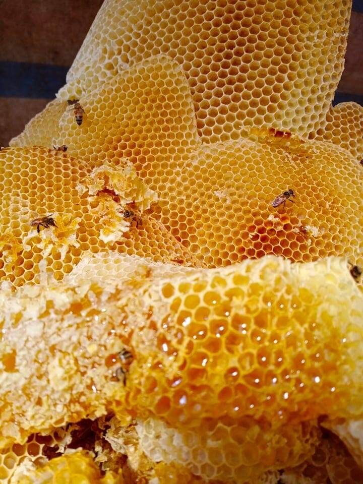 Mật ong rừng nguyên tổ