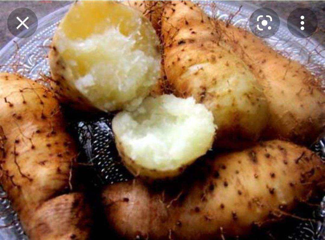 Khoai từ Trà Vinh ú nu mới nhổ-500gram