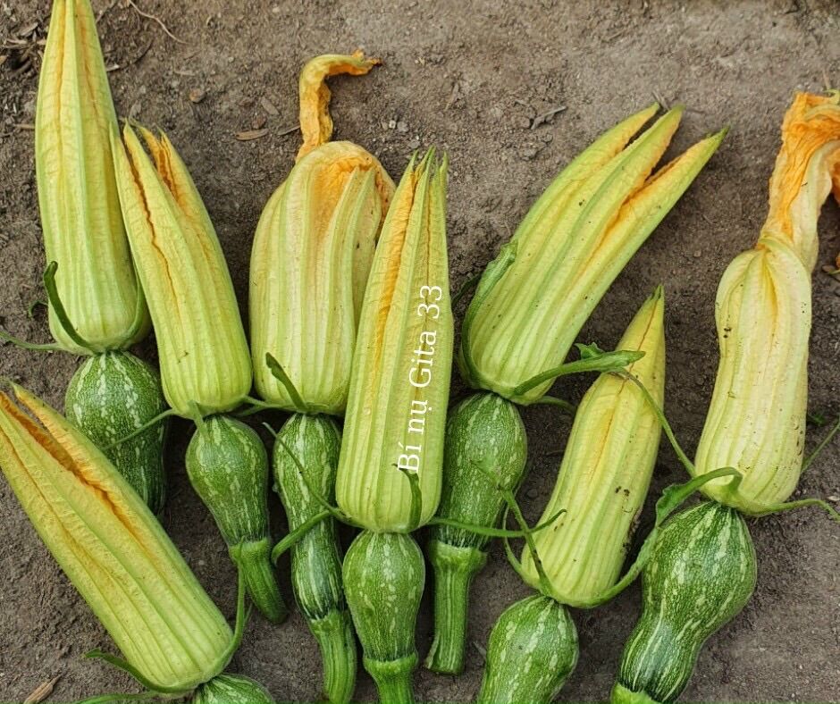 HẠT GIỐNG BÍ ĂN NỤ SIÊU TRÁI NON cao sản