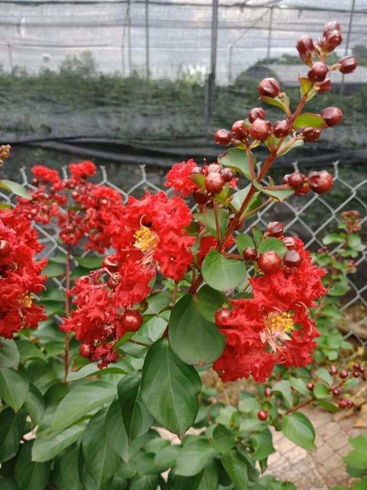 combo 5 loại Cây tường vi