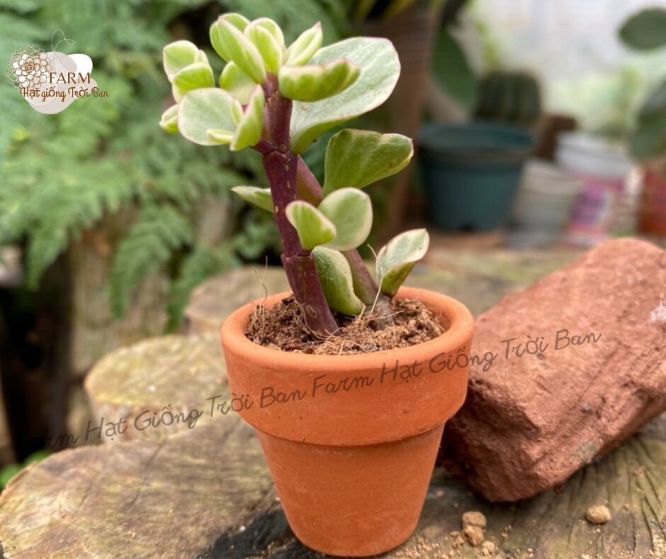 SEN ĐÁ $ SIZE Bầu 💵 ĐÀ LẠT 🍄 HƯ 1 ĐỔI 1 ❄️ SIÊU CUTE