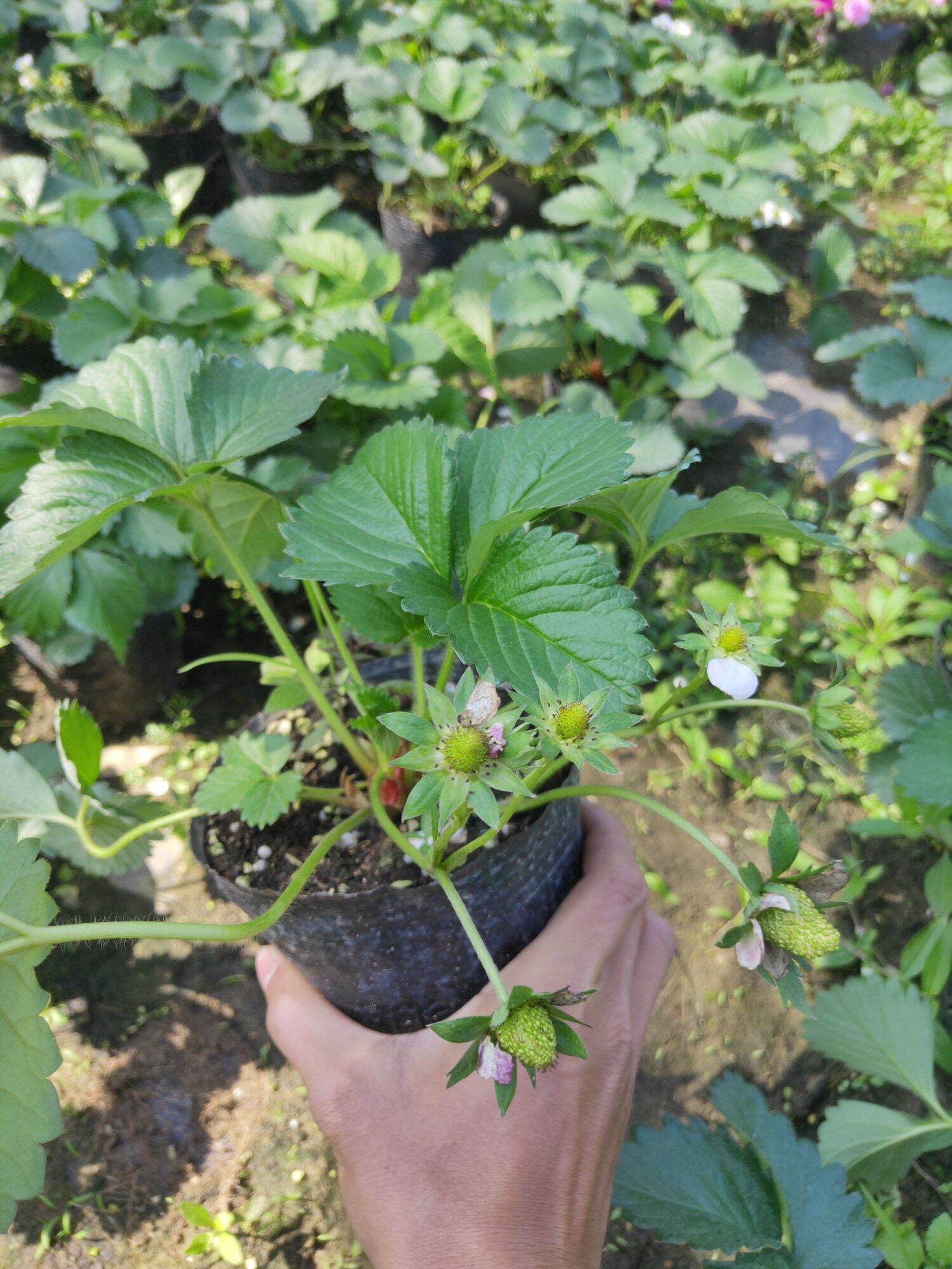 F1 Dâu tây bầu ổn định đang hoa quả non