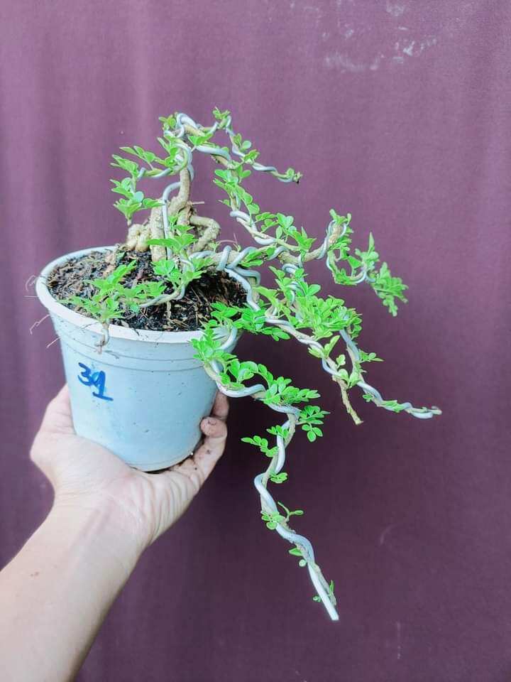 CÂY CẦN THĂNG BONSAI ĐỂ BÀN