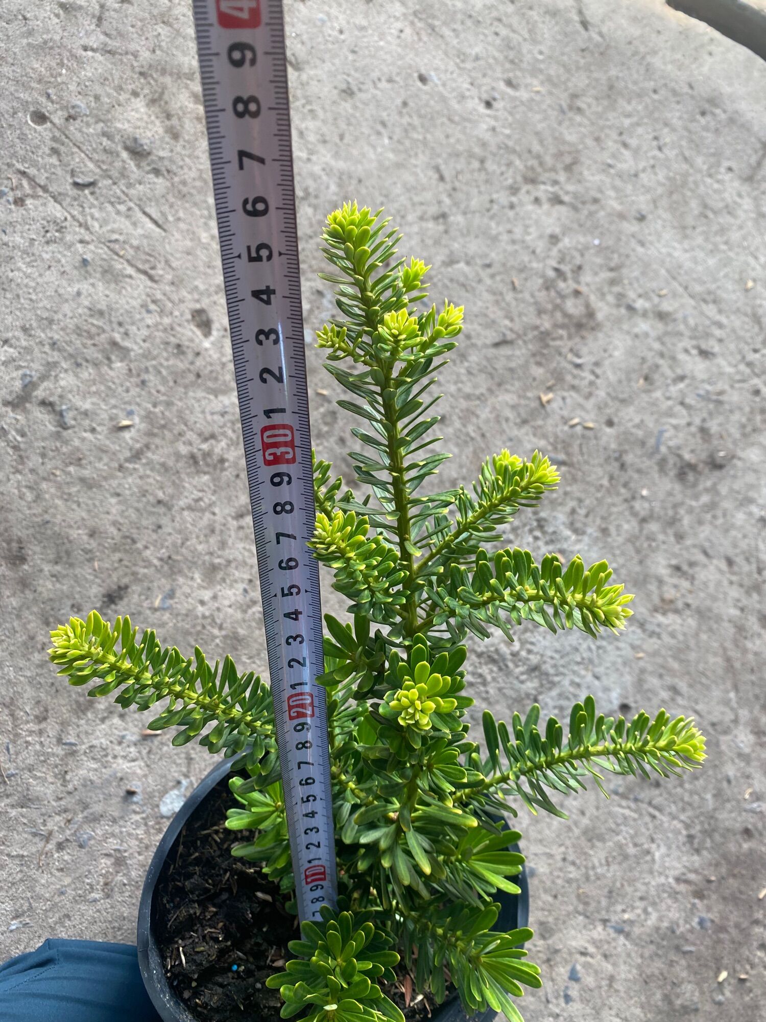 The tree of Perpetual diamond (the tree is 15 - 20cm high)