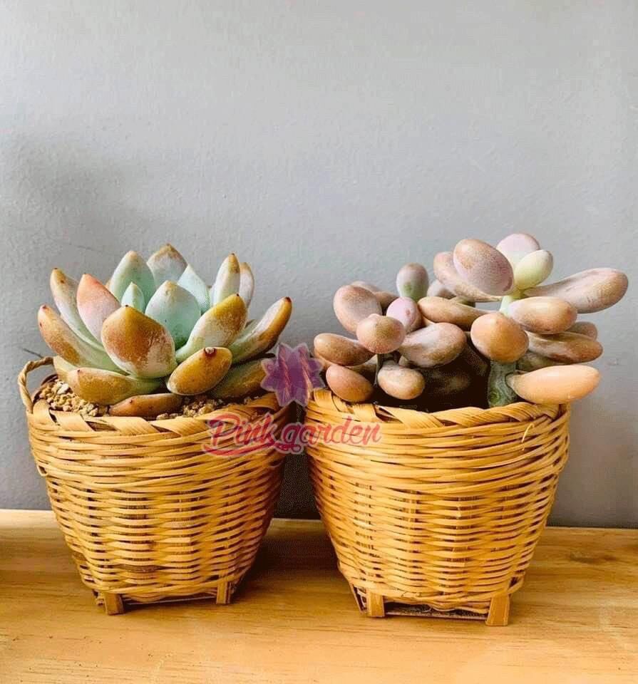 Chậu cần xé