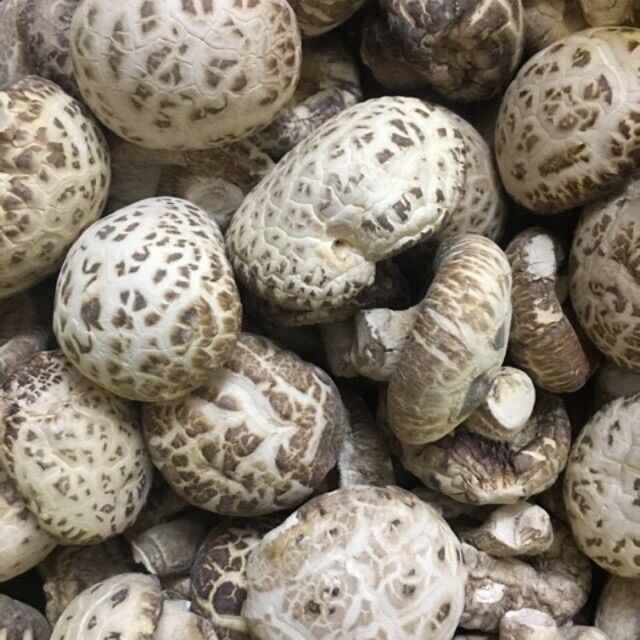 Nấm đông cô giống Nhật gói 1kg loại 1