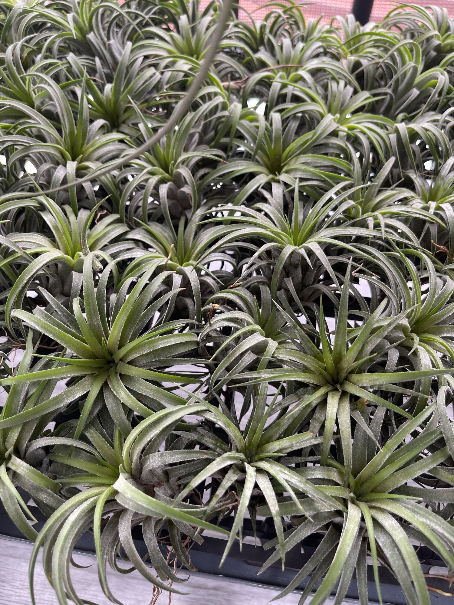 Cây không khí ion curly leaf