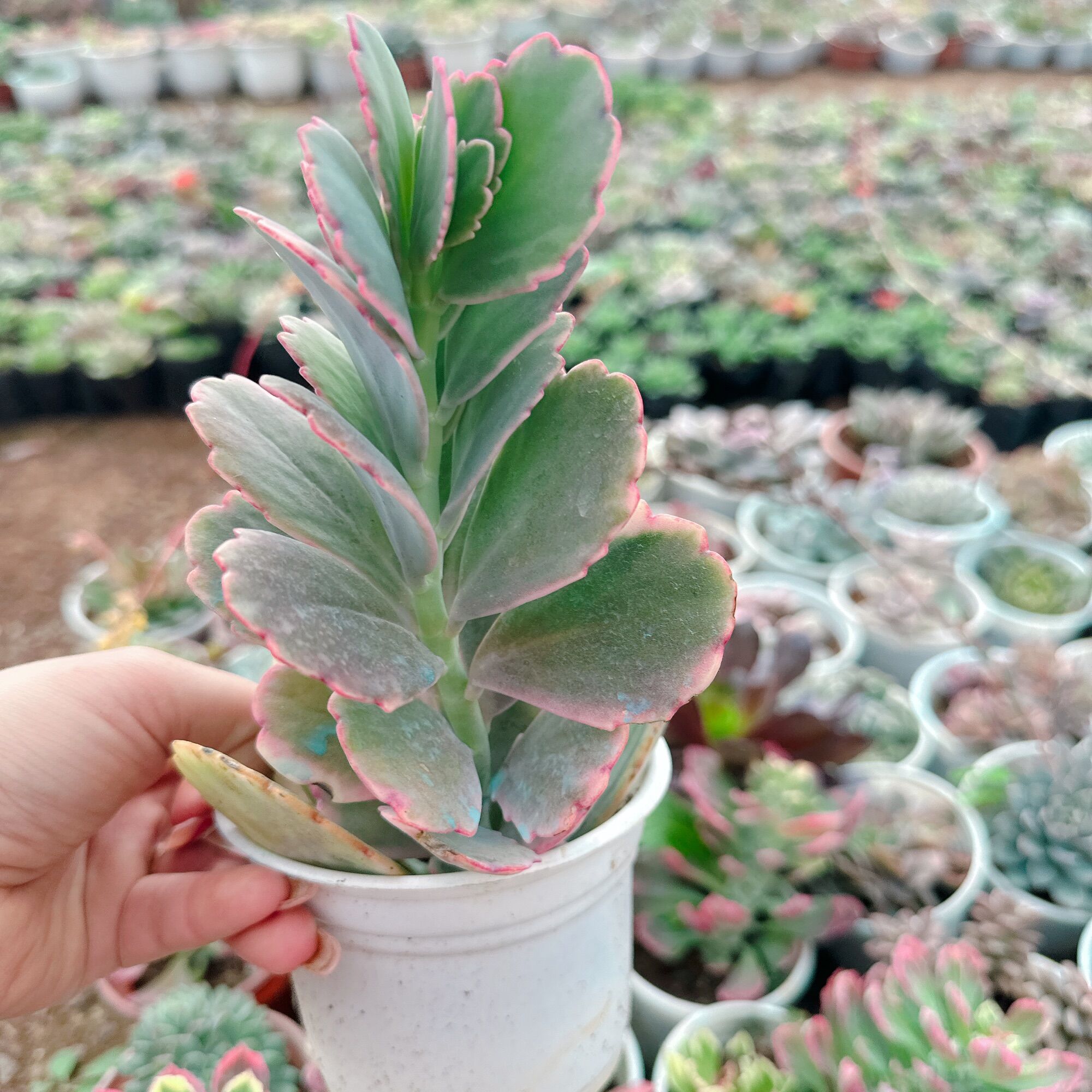 Sen đá cánh bướm size trung 5-7cm