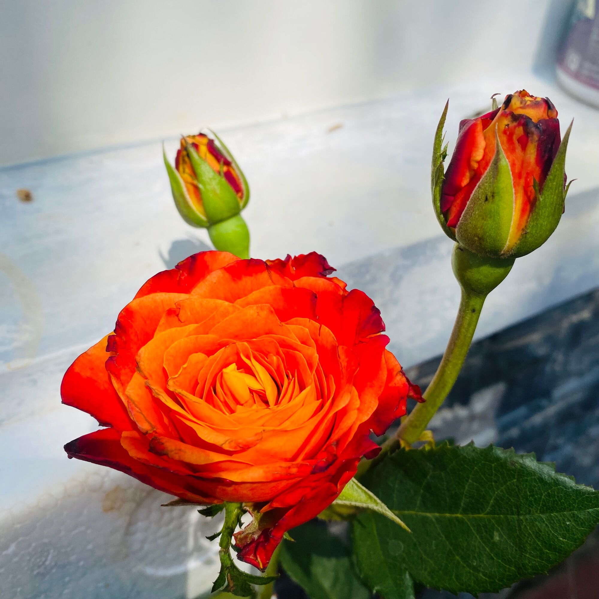 Hoa hồng Rossie Rose – Màu cam lửa siêu chùm bền đẹp