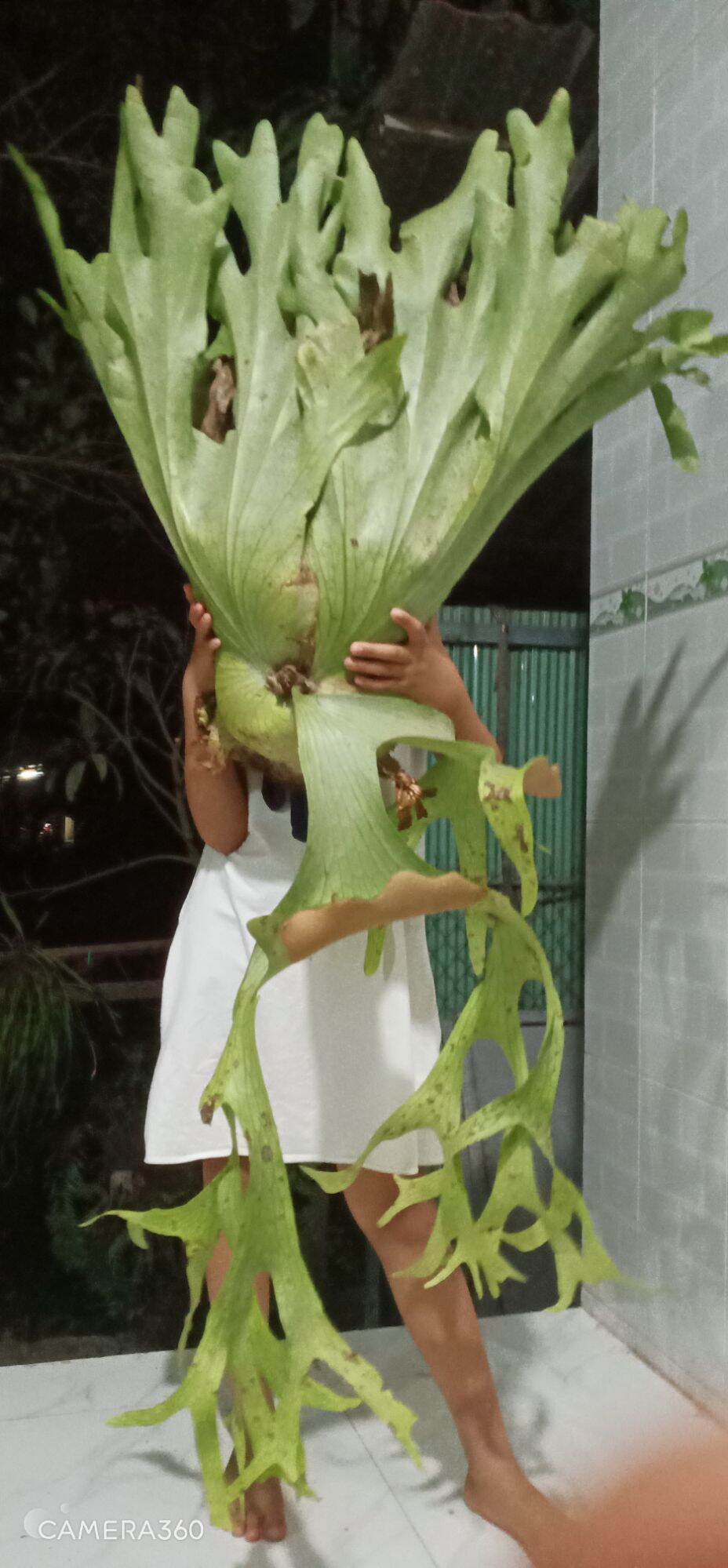 Cây Ổ Rồng Râu To