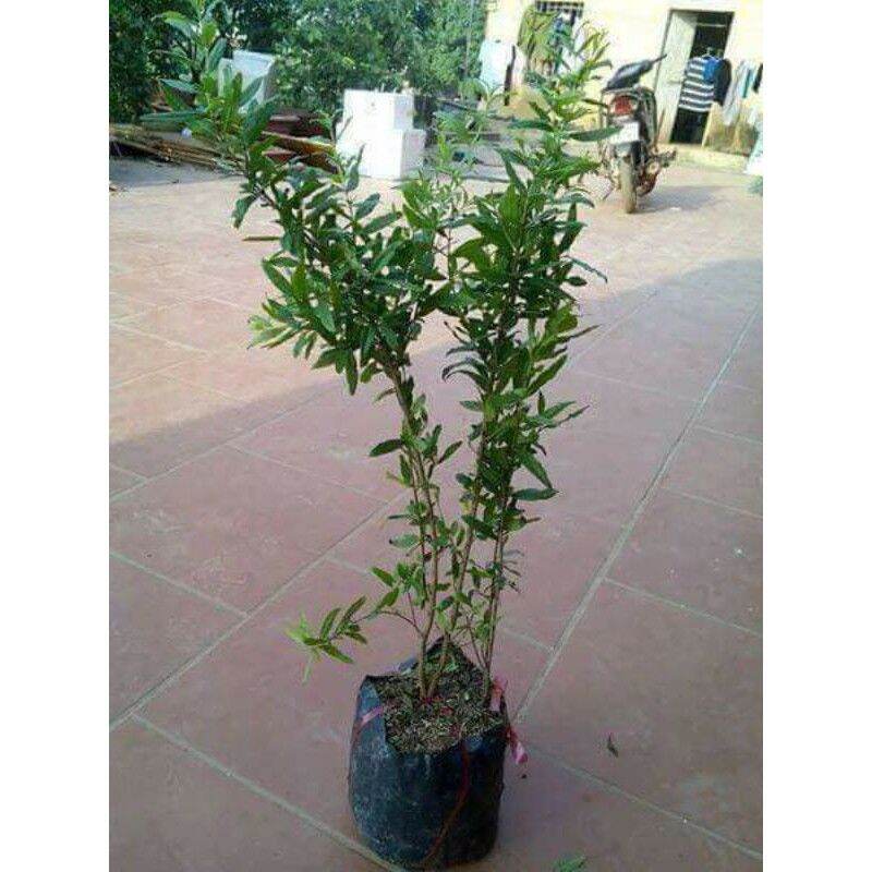 Lưu đỏ ấn độ ( 18 tháng cho trái).