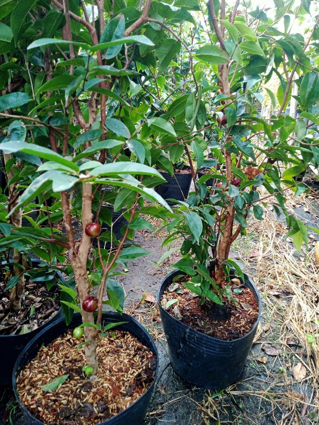 Cây 🌲 Nhỏ Thân Gỗ tứ quý đang trái