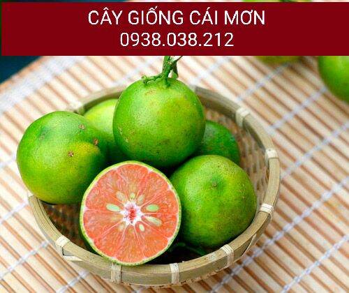 CÂY GIỐNG CHANH ĐÀO CHIẾT CÀNH ( CHUẨN F1)