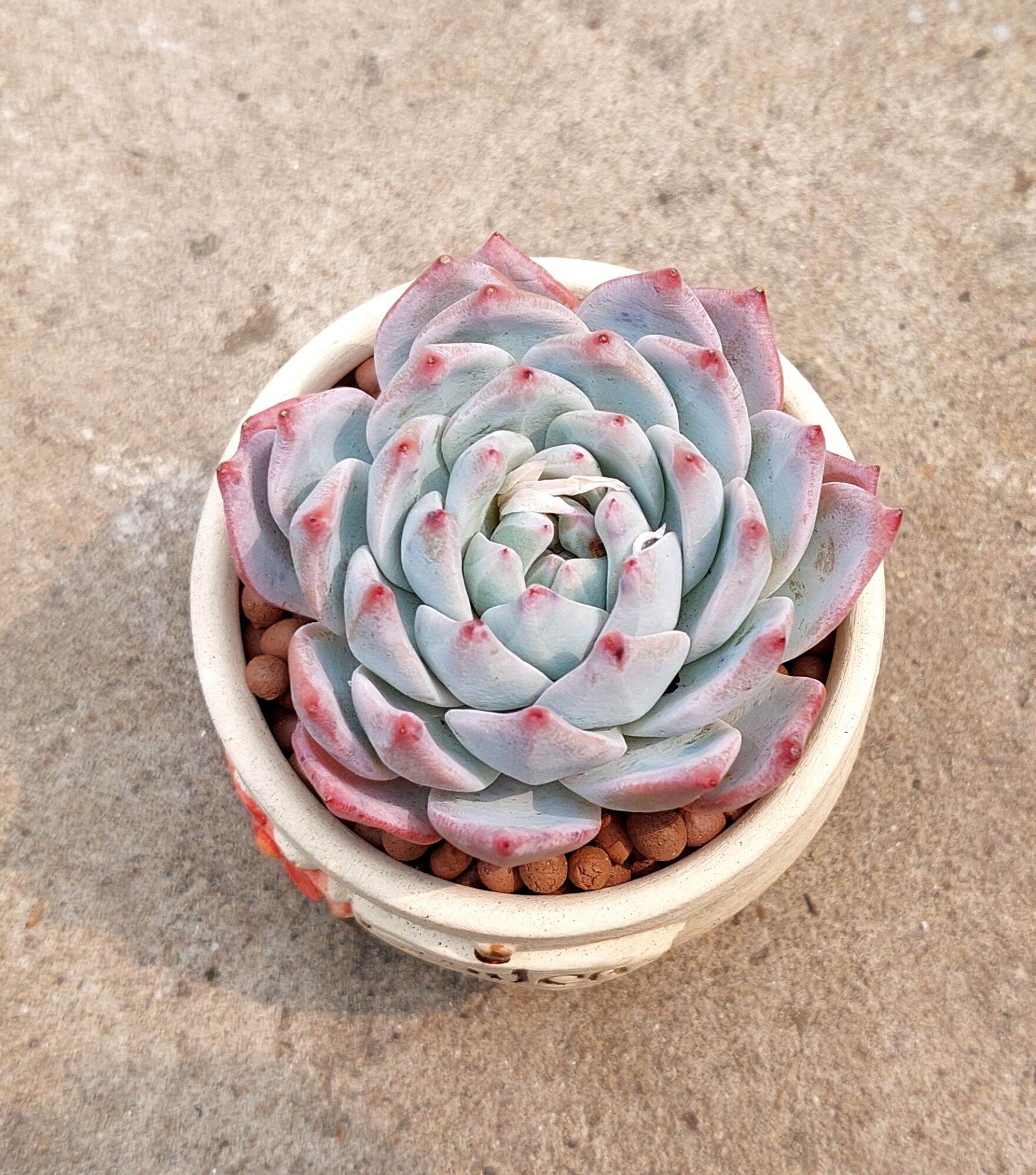 Sen đá CHIM HỒNG size trung 8 cm