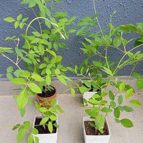 Hạt giống hoa đậu biếc 2gr (40 hạt)