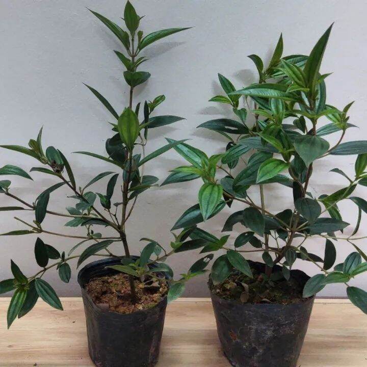 Cây giống hoa mua Thái, mua Úc