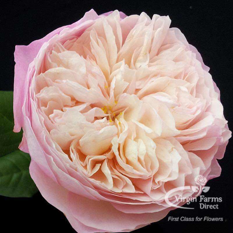 Hoa hồng leo Constance Rose - hoa chùm