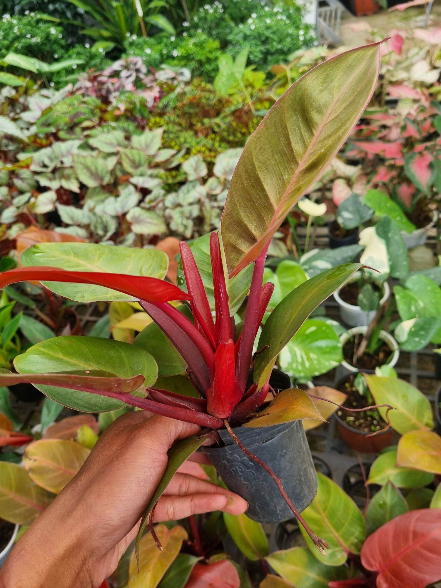Cây đế vương đỏ - Philodendron erubescens
