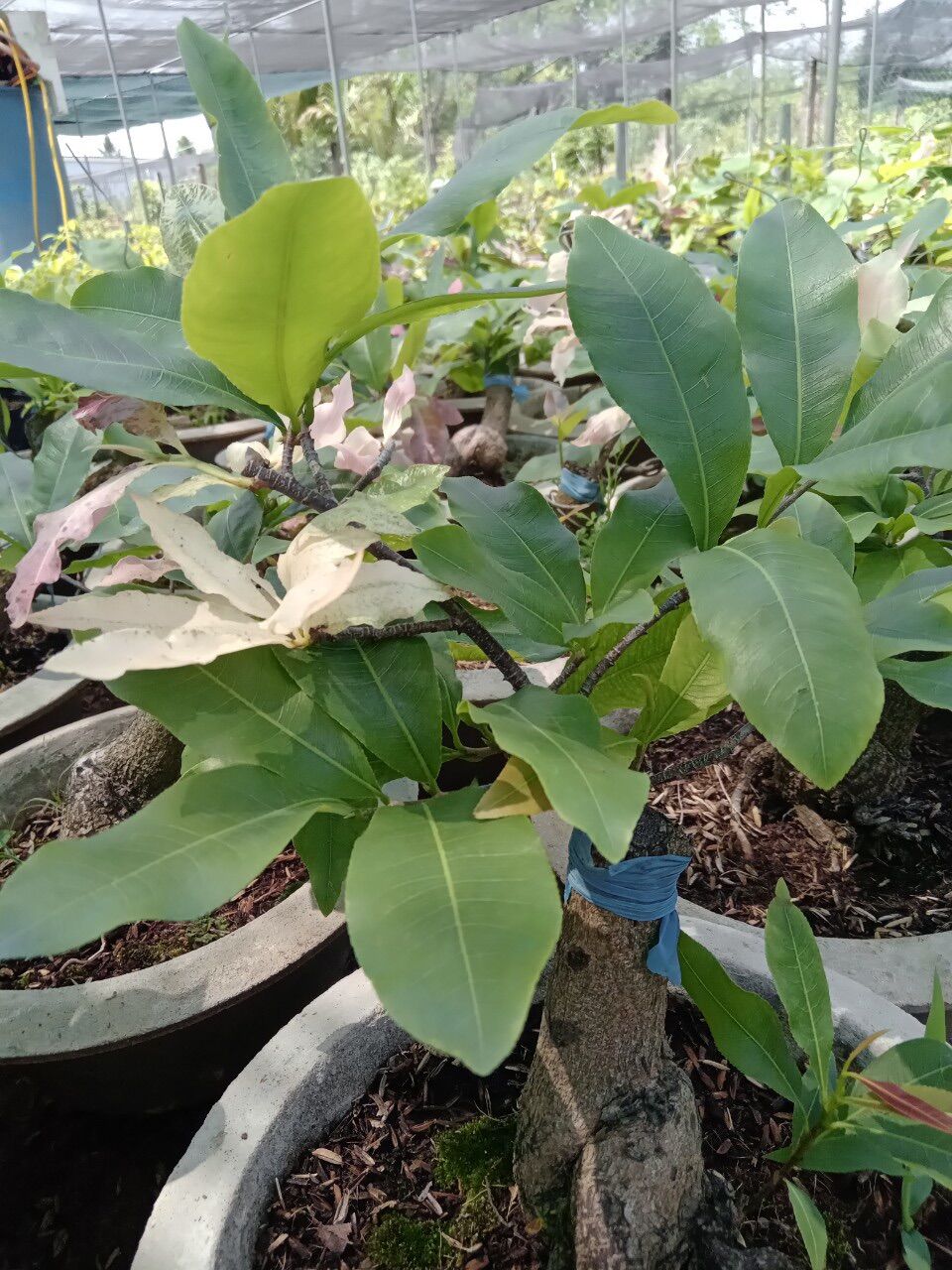Cây cúc bạch mai (hoa nhiều cánh) gốc ghép bonsai