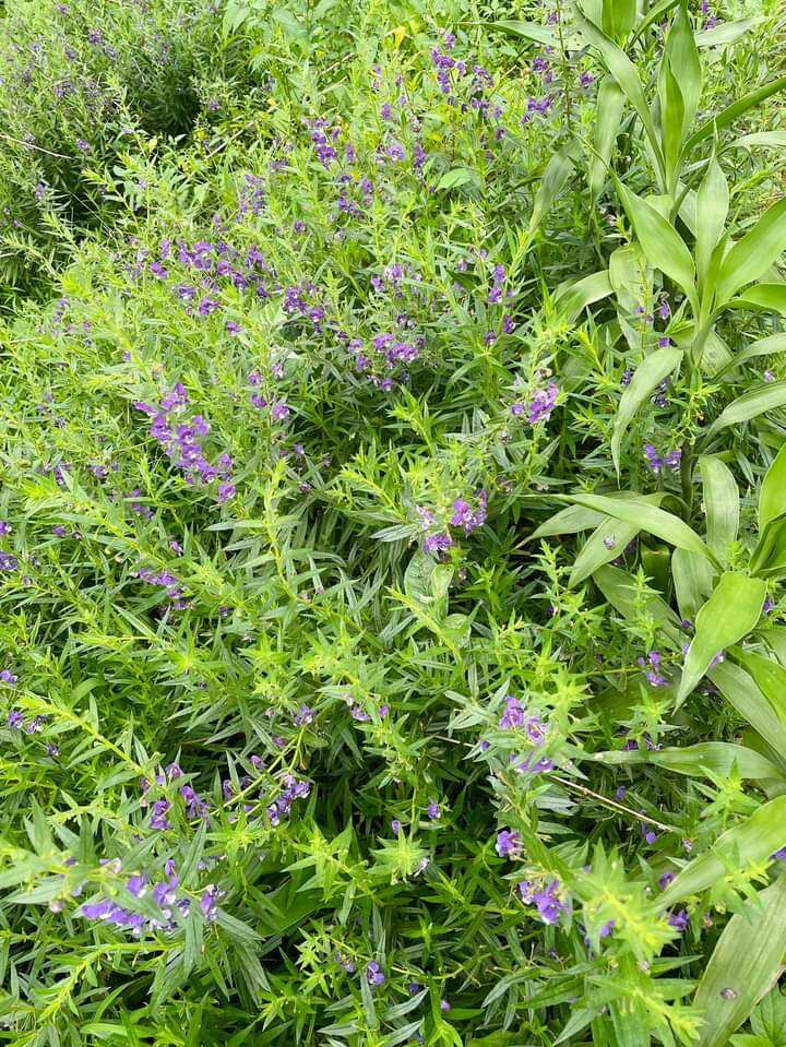 2 bầu cây hoa violet cổ thơm
