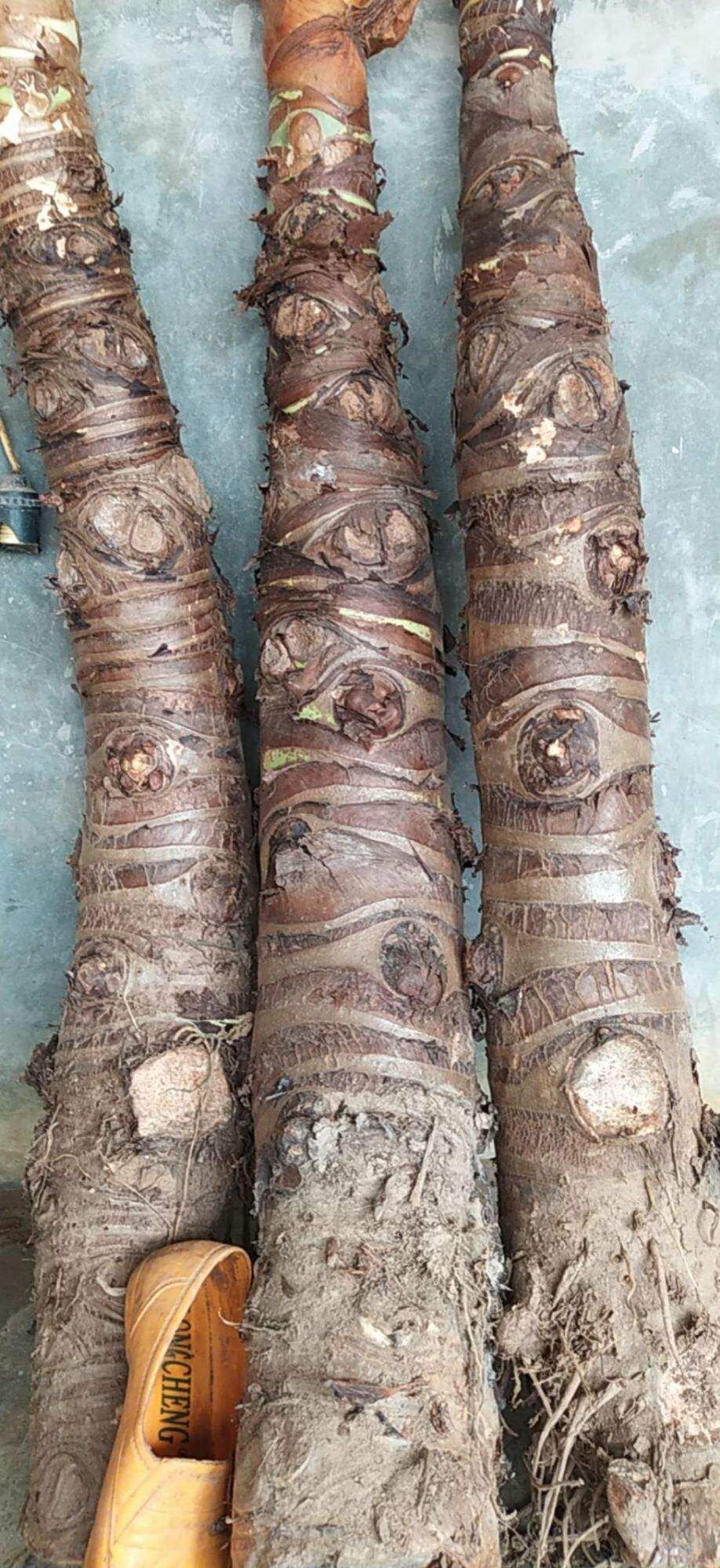 5kg củ bạc hà núi ( củ ráy voi)