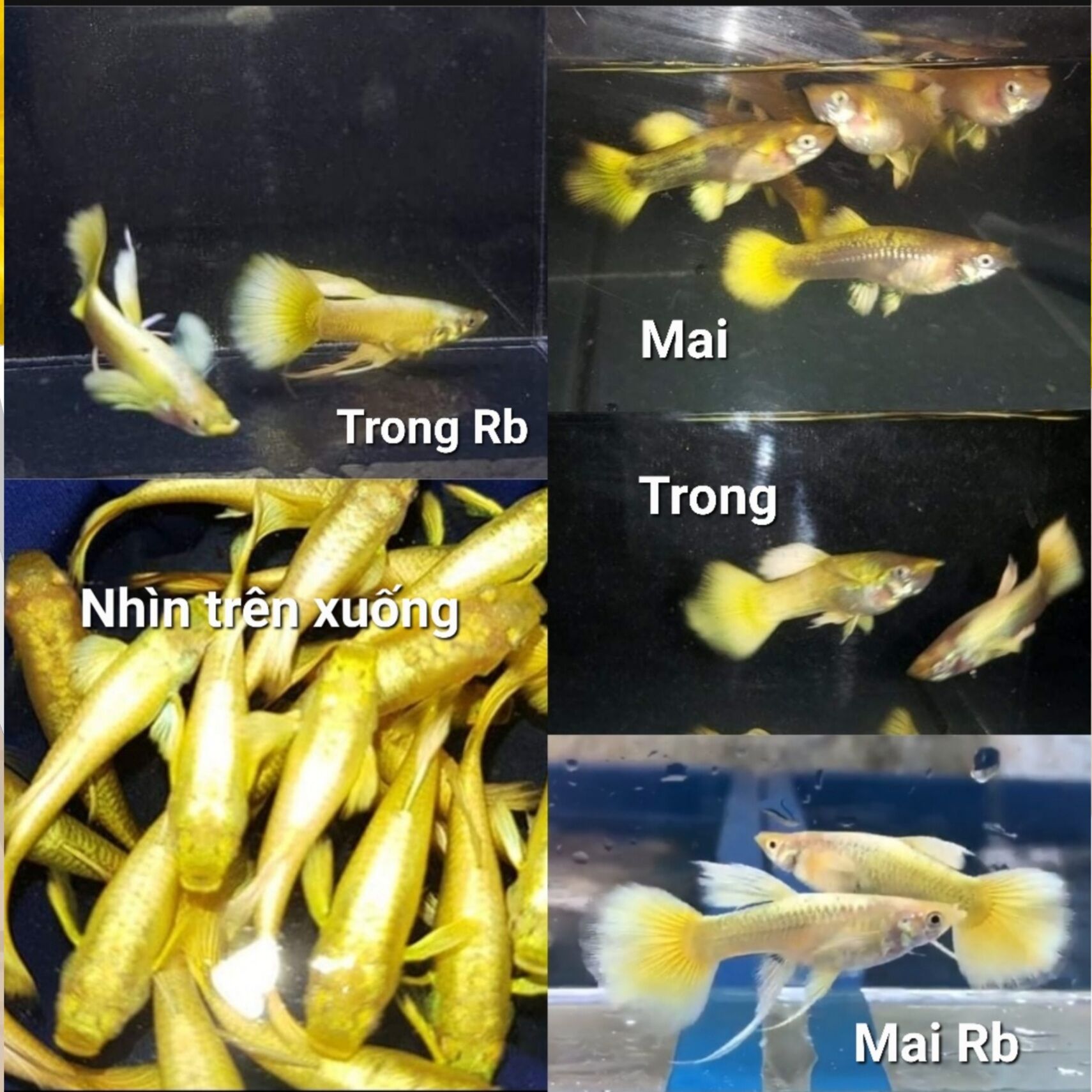 75k/5 đôi 7 màu Full Gold thủy sinh