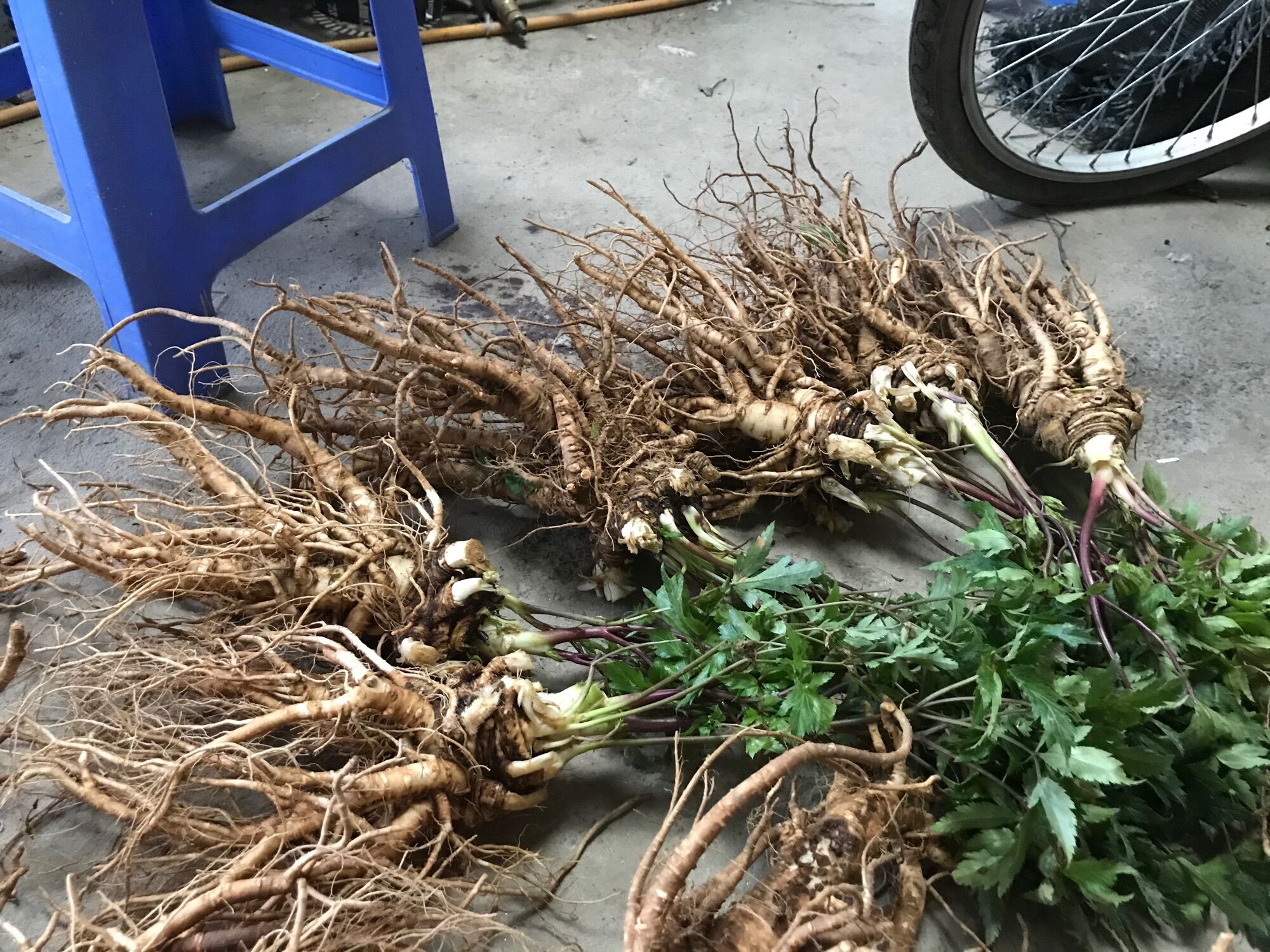 sâm đương quy tươi Tây Bắc (shop bán từ 3kg) (50k/1k)