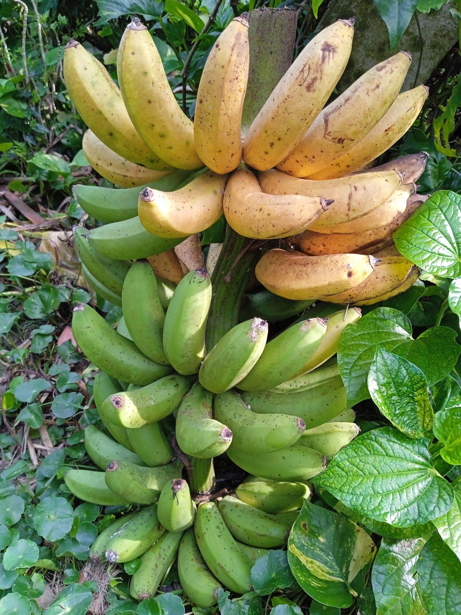 Chuối Nàng Tiên hữu cơ 1kg