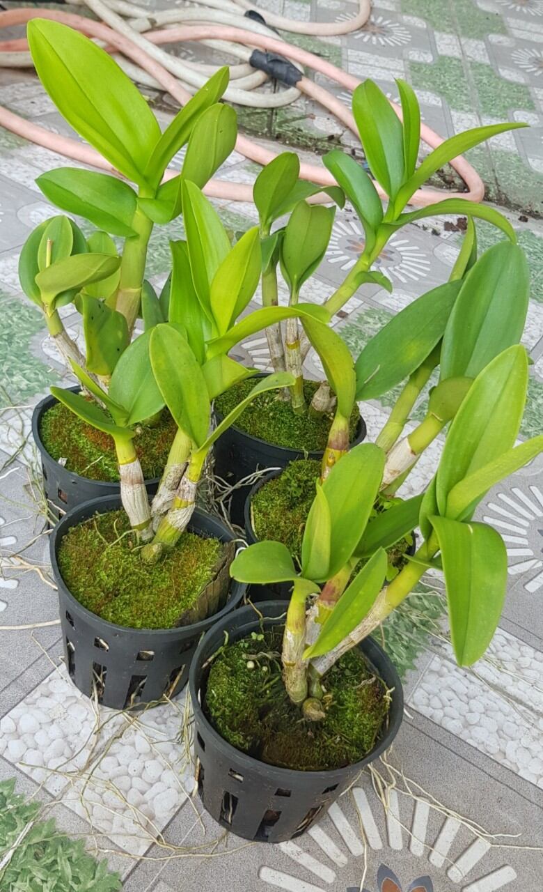 Dendro thiên lan  vườn thanh lý ( combo 5 chậu)