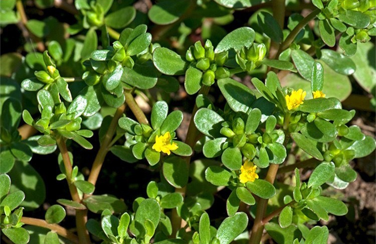 hạt giống rau sam gói 2 gram