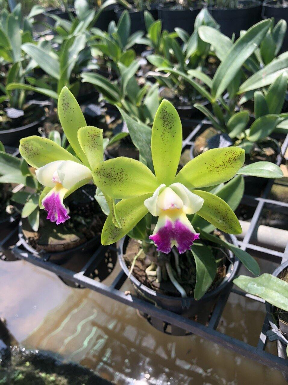 Cattleya mini Landwood đang nụ hoa thơm